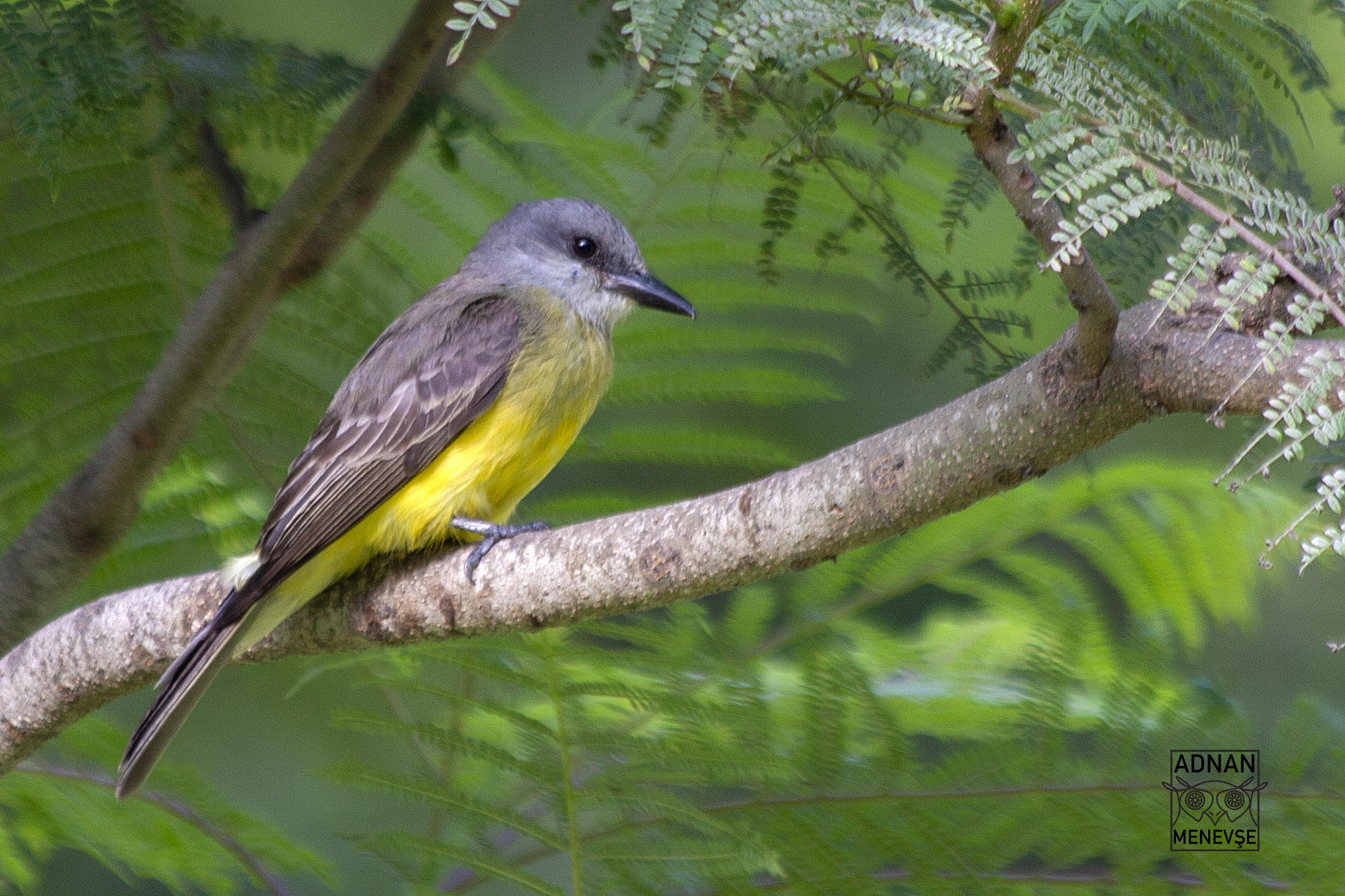 Sulphury Flycatcher — Ana fotoğraf